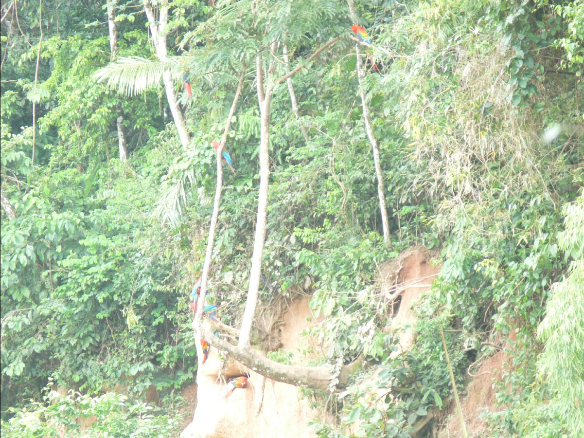 Macaw watching58